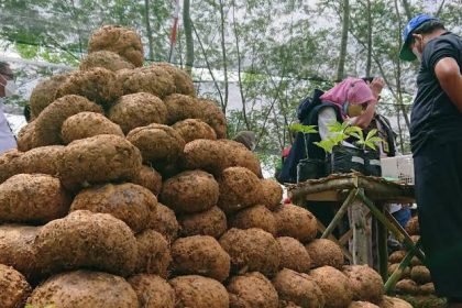 cara mencuci porang setelah panen