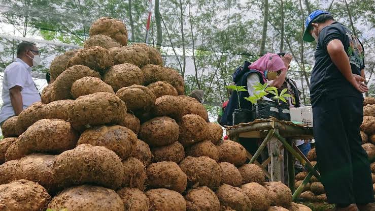 cara mencuci porang setelah panen