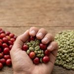 proses menghasilkan green bean