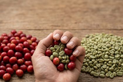 proses menghasilkan green bean